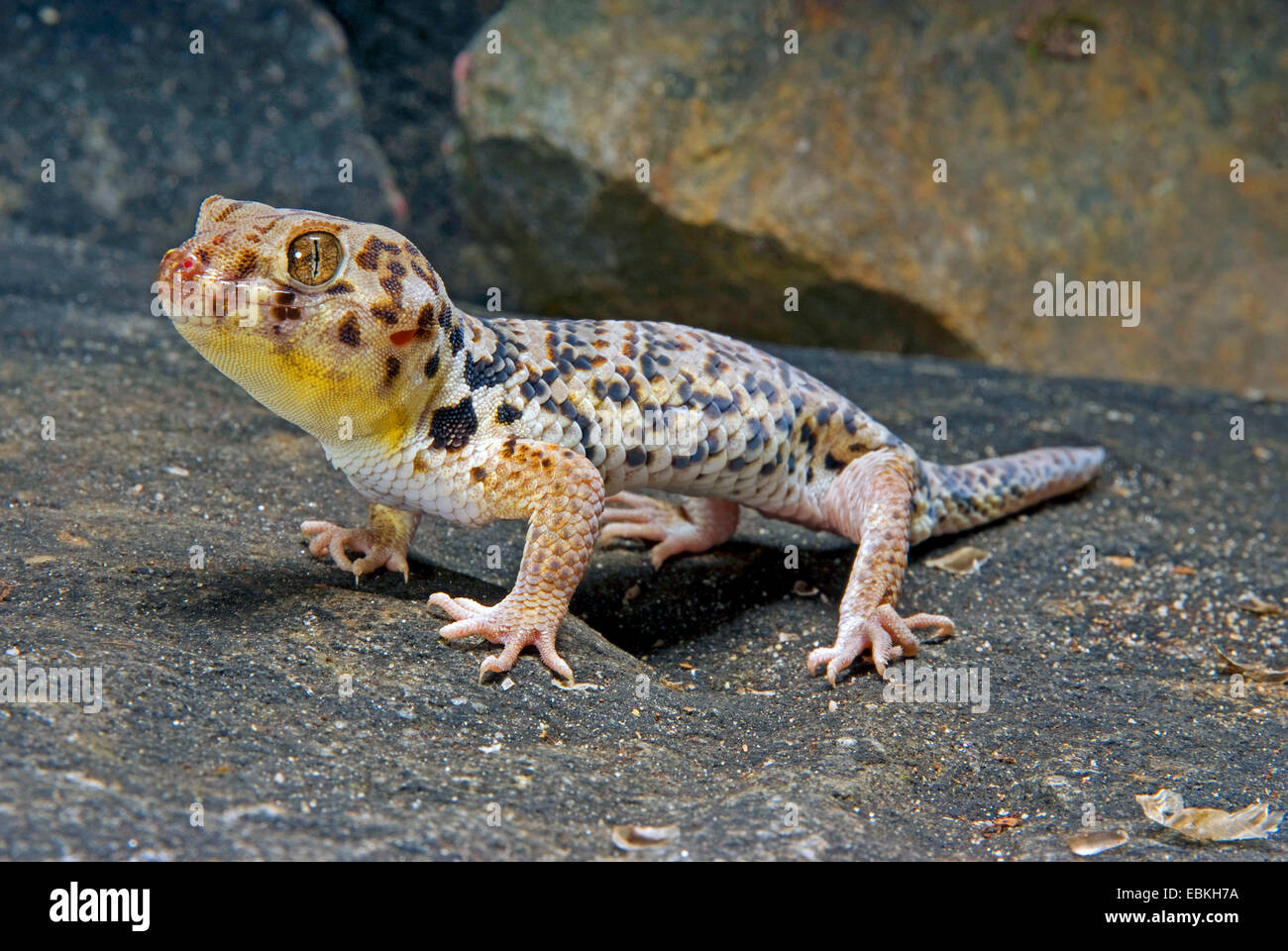 Roborowski's Frog Eyed Gecko (Teratoscincus roborowski), on a stone Stock Photo