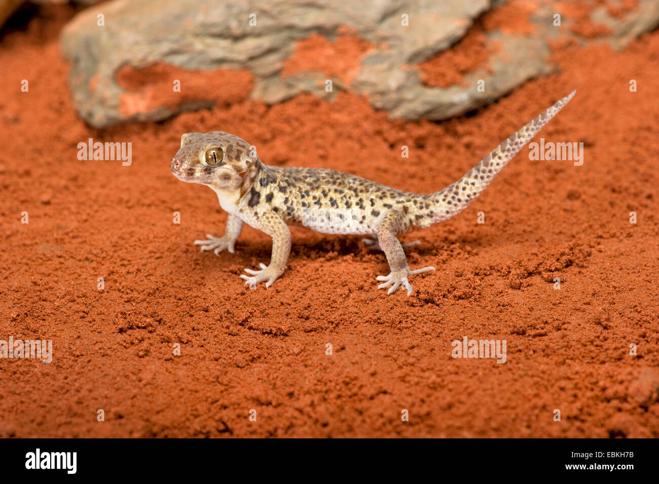 Roborowski's Frog Eyed Gecko (Teratoscincus roborowski), on red sand Stock Photo