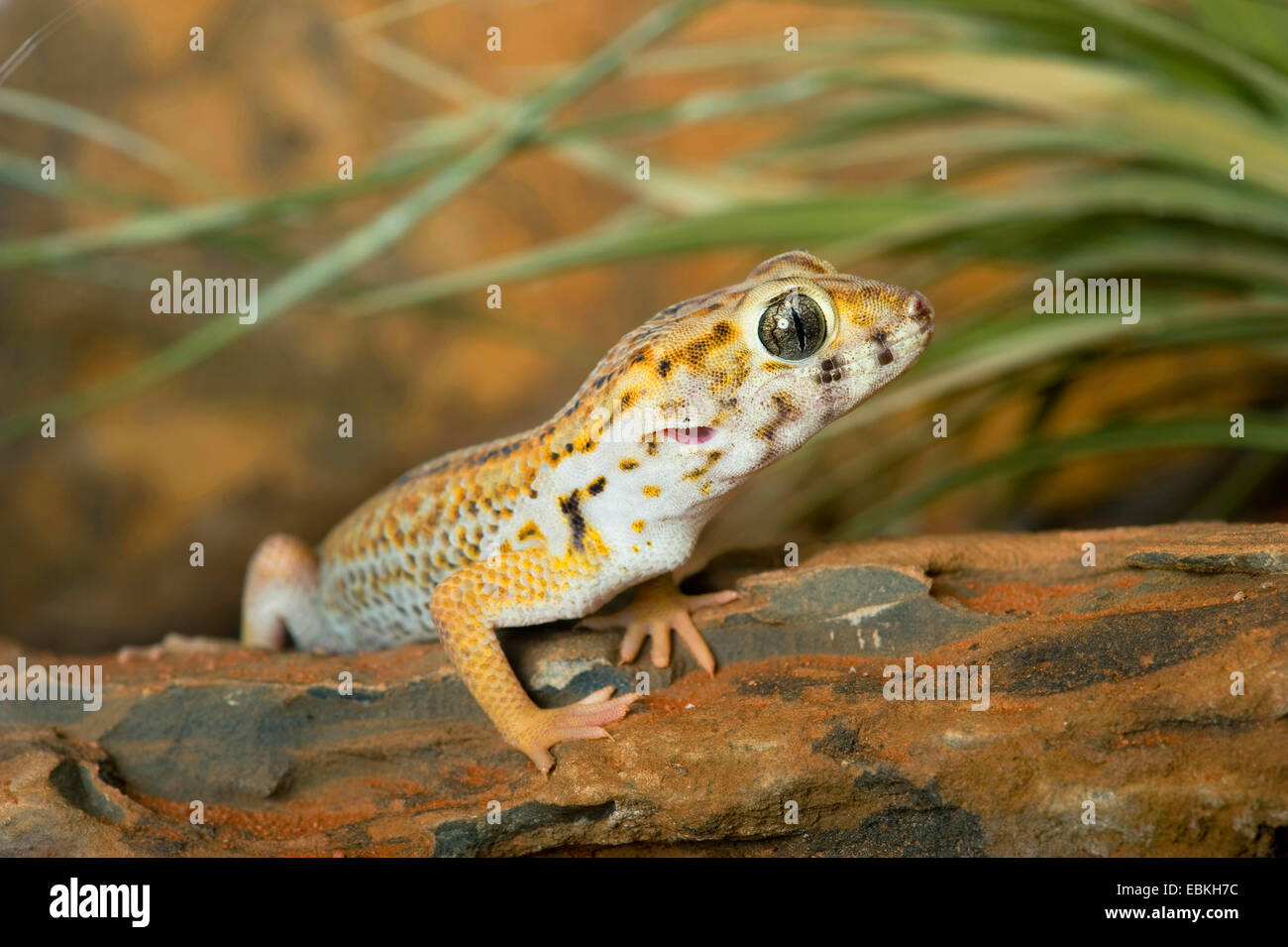 Common Wonder Gecko (Teratoscincus scincus keyserlingii), sitting on deadwood Stock Photo