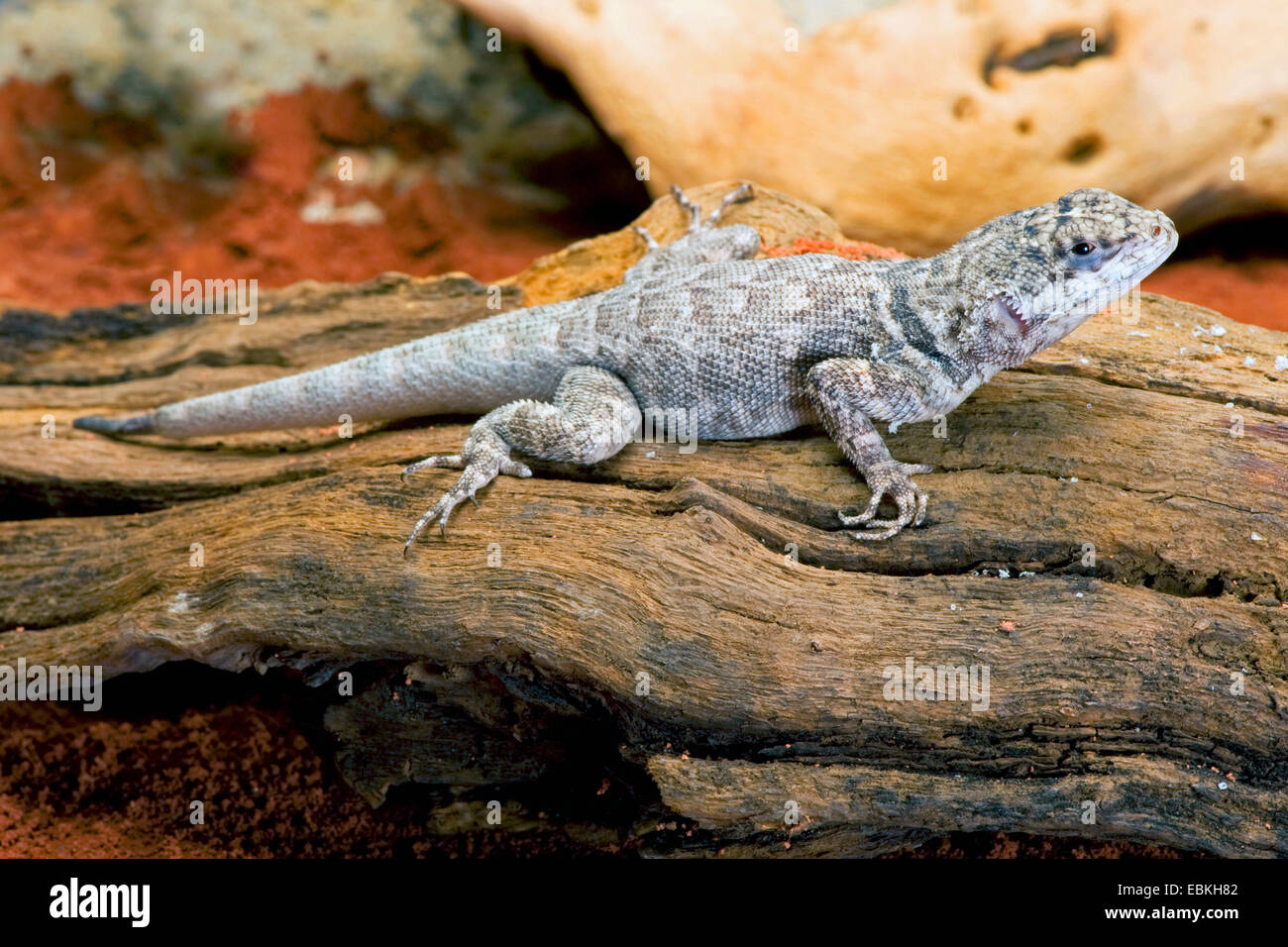 Amazon Lava Lizard (Tropidurus torquatus), sitting on deadwood Stock Photo