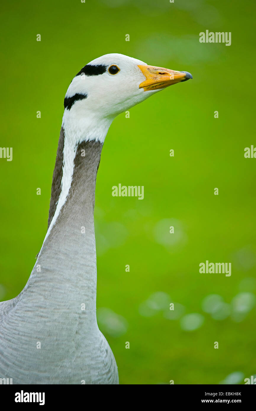bar-headed goose (Anser indicus), in a meadow, Germany Stock Photo
