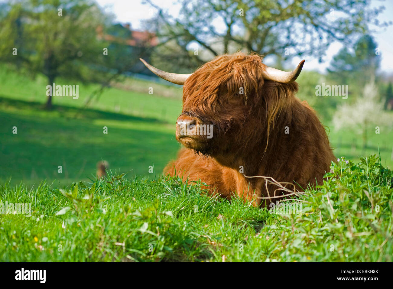 Scottish Highland Cattle (Bos primigenius f. taurus), lying in a meadow Stock Photo