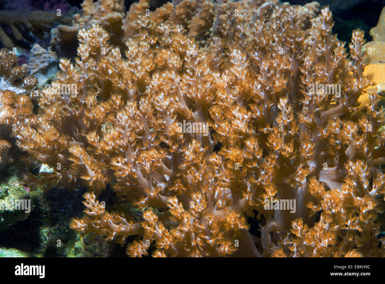 Kenya Tree Coral (Capnella spec.), close-up view Stock Photo