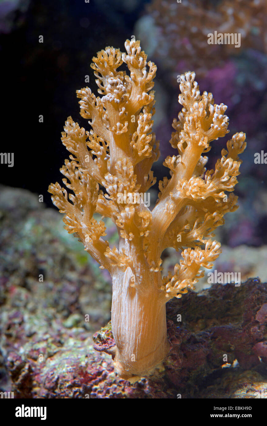 Kenya Tree Coral (Capnella spec.), side view Stock Photo