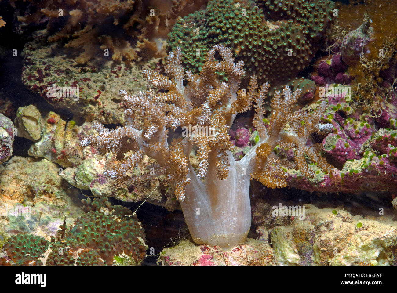 Kenya Tree Coral (Capnella imbricata), side view Stock Photo
