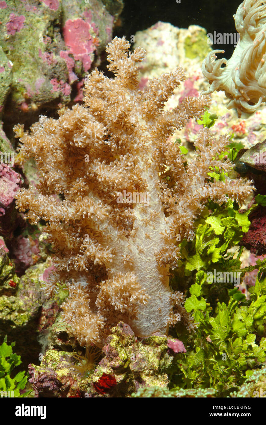 Kenya Tree Coral (Capnella imbricata), close-up view Stock Photo