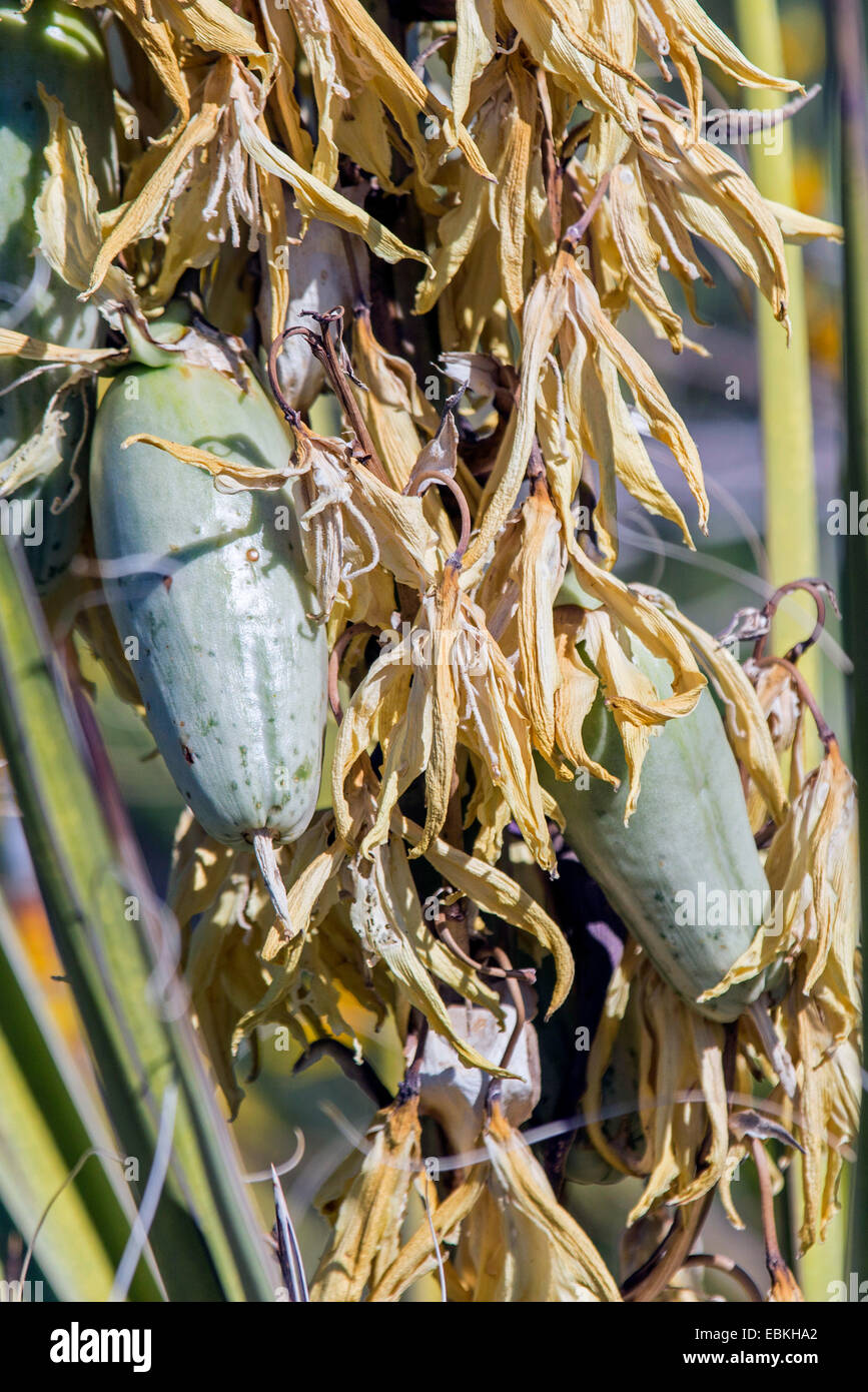 Banana yucca hires stock photography and images Alamy