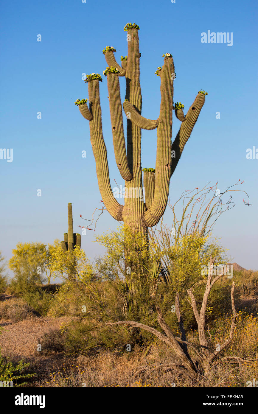 saguaro cactus (Carnegiea gigantea, Cereus giganteus), blooming in Sonora desert, USA, Arizona, Phoenix Stock Photo