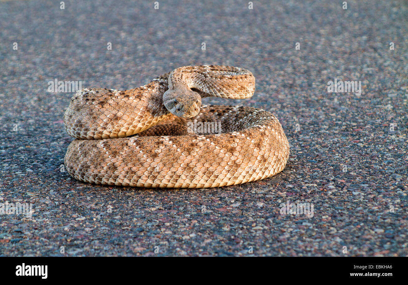 Western Diamondback Rattlesnake (Crotalus atrox), threatening, lying on a road, USA, Arizona, Phoenix Stock Photo