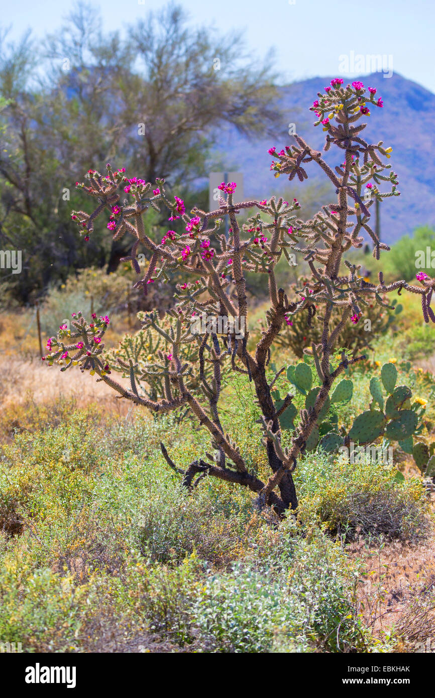 Buckhorn Cholla (Cylindropuntia acanthocarpa), blooming in Sonora desert, USA, Arizona, Phoenix Stock Photo