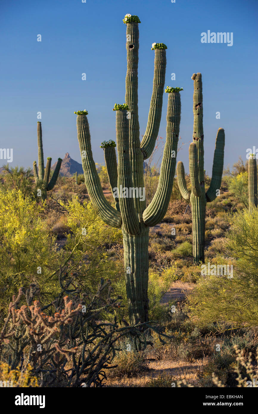 saguaro cactus (Carnegiea gigantea, Cereus giganteus), blooming in Sonora desert, USA, Arizona, Phoenix Stock Photo