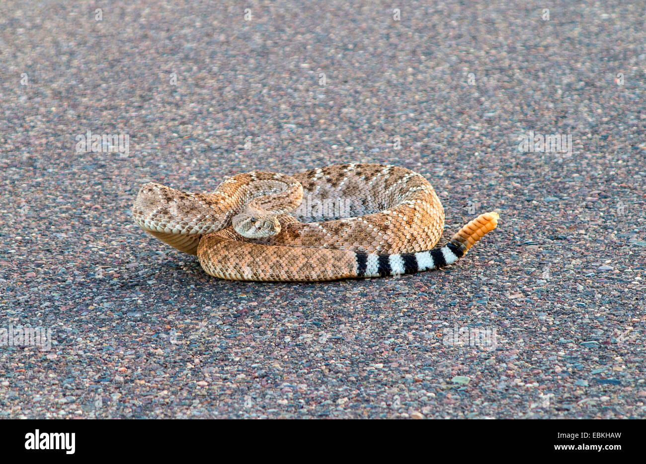 Western Diamondback Rattlesnake (Crotalus atrox), threatening, lying on the road, USA, Arizona, Phoenix Stock Photo