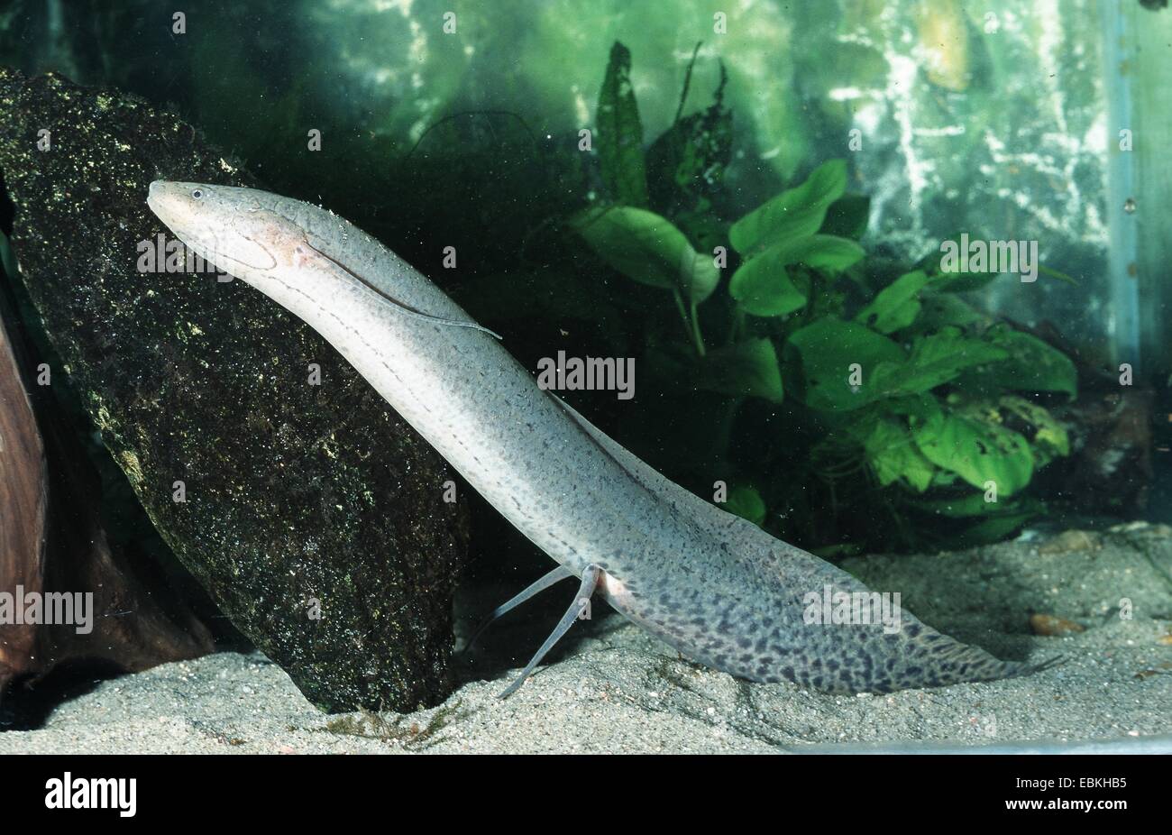 African lungfish (Protopterus cf. dolloi), on the ground Stock Photo