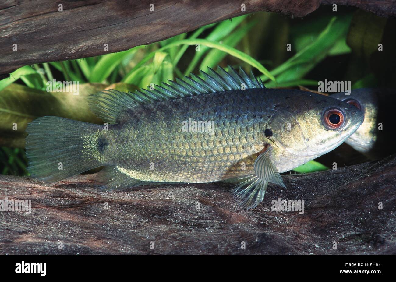climbing perch, climbing gourami, walking fish (Anabas testudineus) Stock Photo