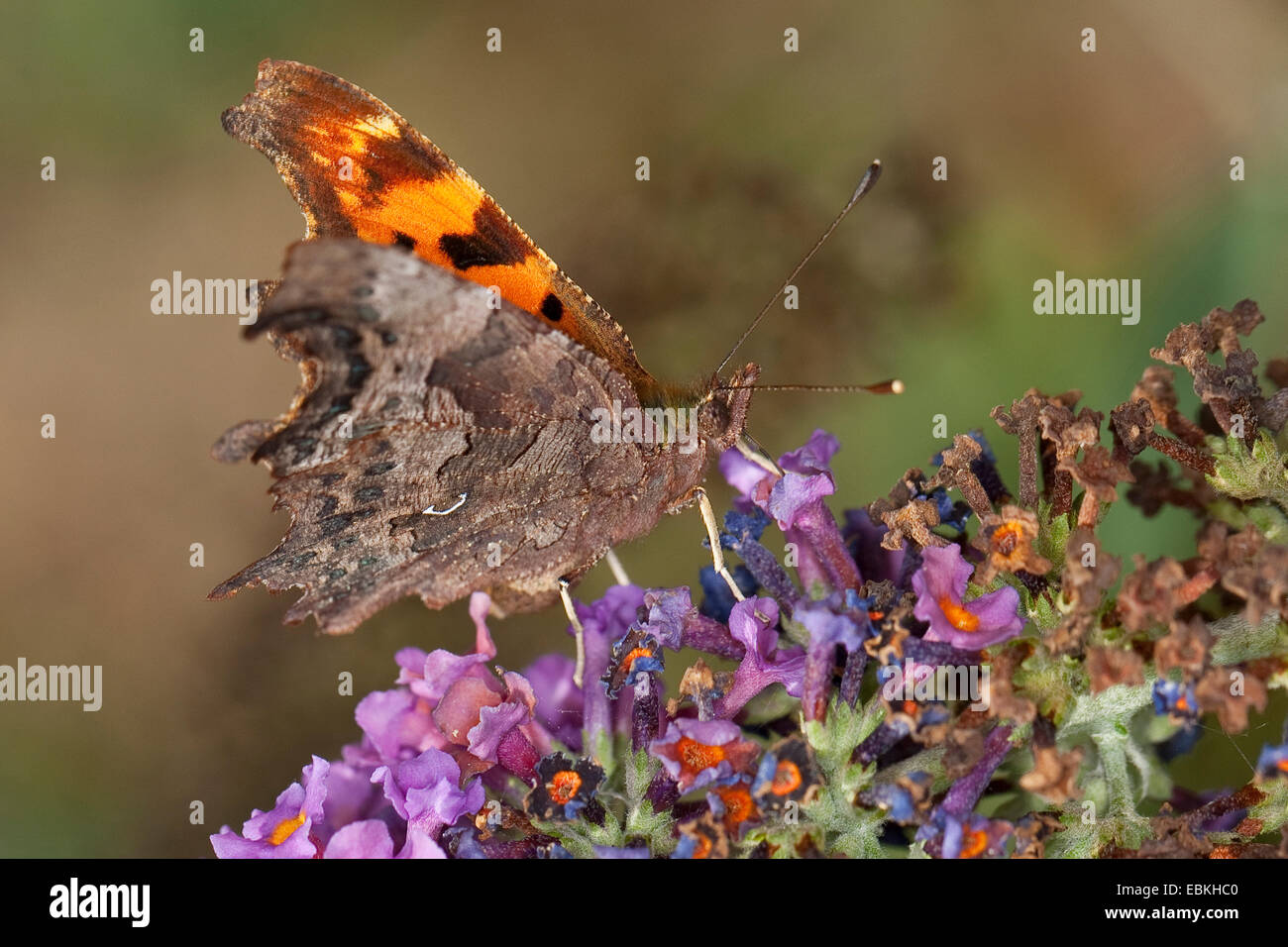 comma (Polygonia c-album, Comma c-album, Nymphalis c-album), drinking nectar from Buddleja davidii, Germany Stock Photo