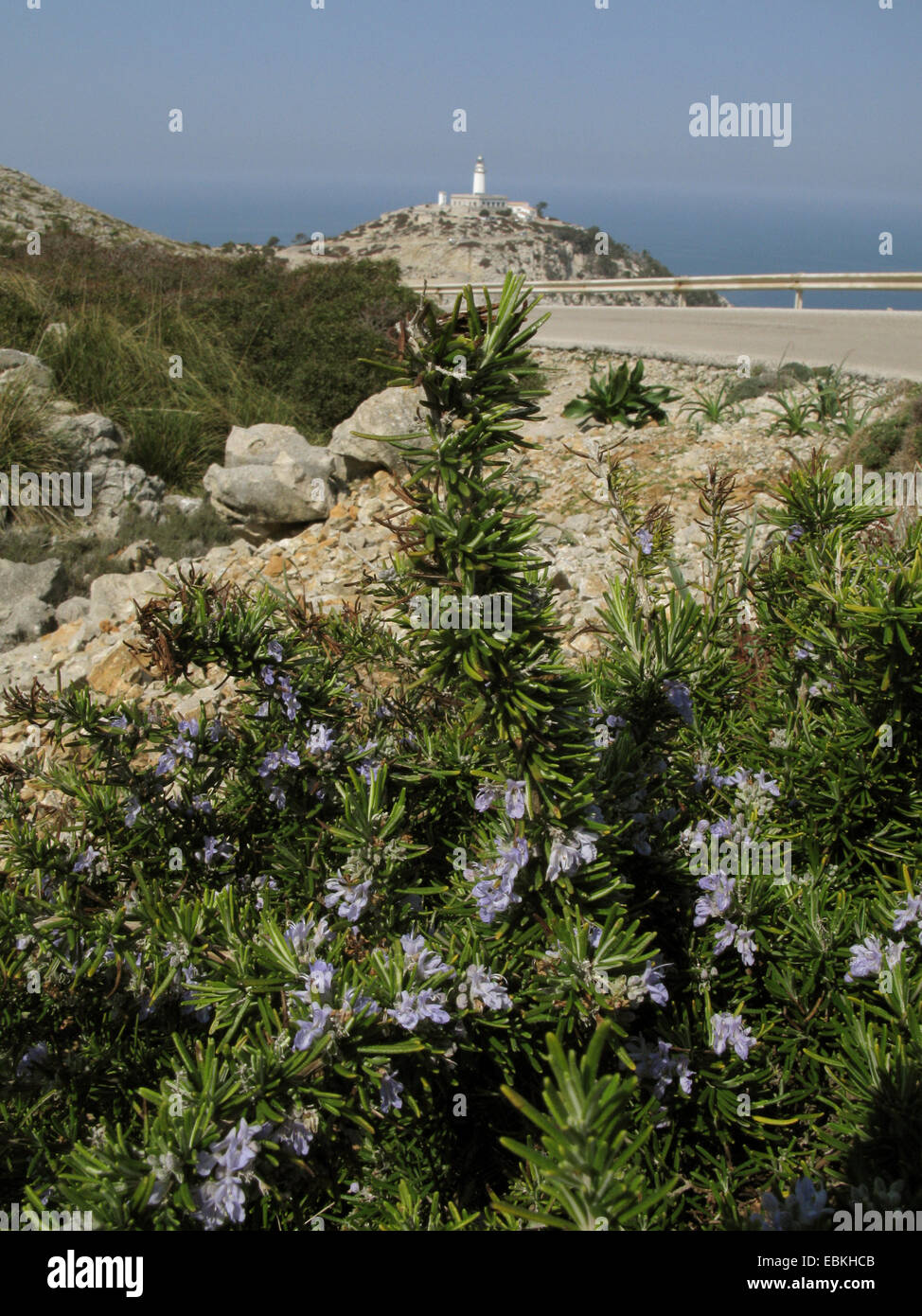 rosemary (Rosmarinus officinalis), blooming, lighthouse of Cap de Formentor in the background, Spain, Balearen, Majorca Stock Photo