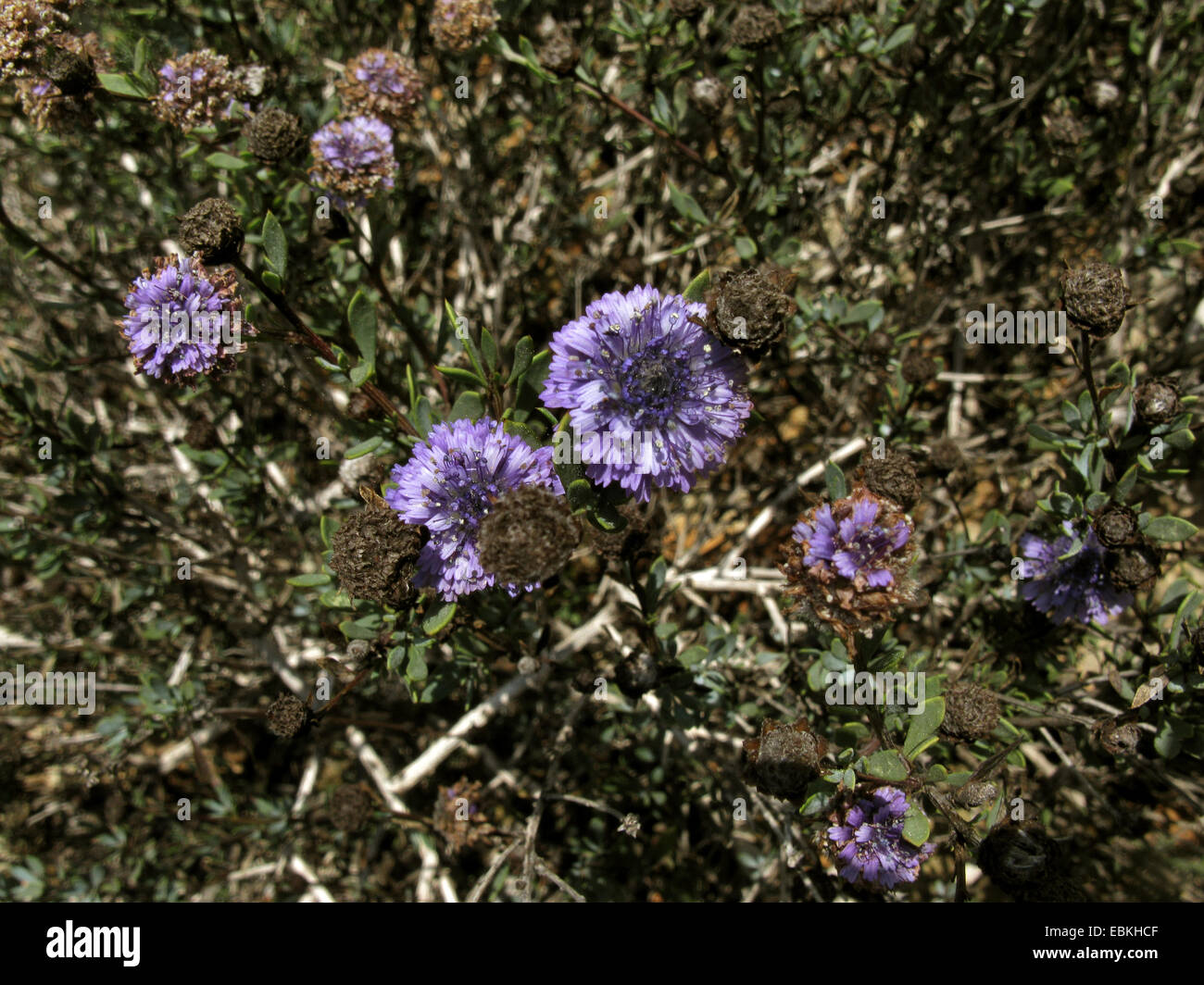 Shrubby Globularia (Globularia alypum), blooming, Spain, Balearen, Majorca Stock Photo