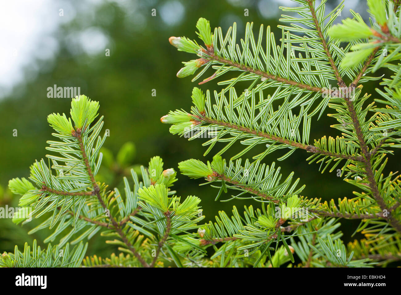 European silver fir (Abies alba), branch from below with young shoots, Germany Stock Photo