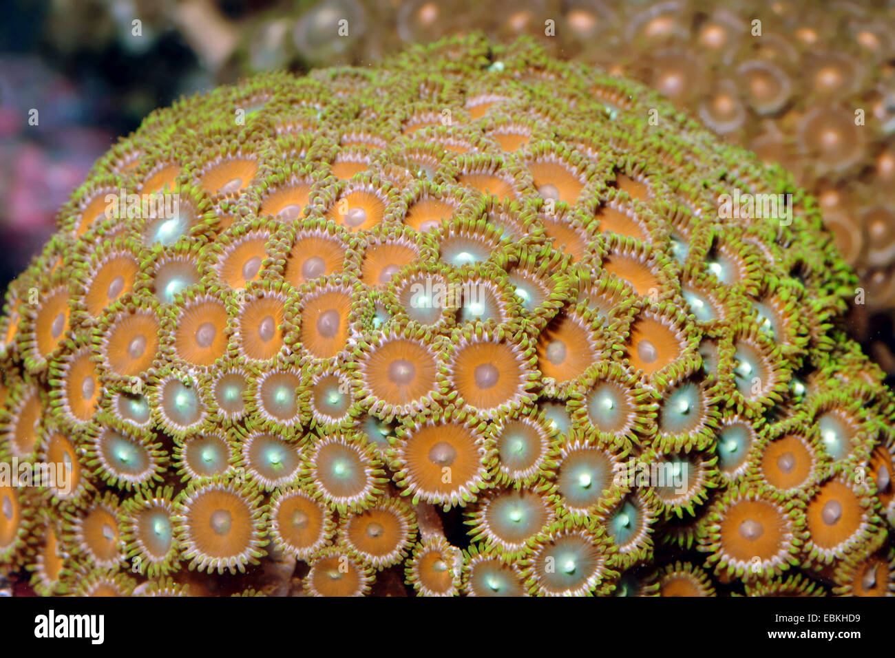 Sea Mat (Zoanthus spec.), top view Stock Photo