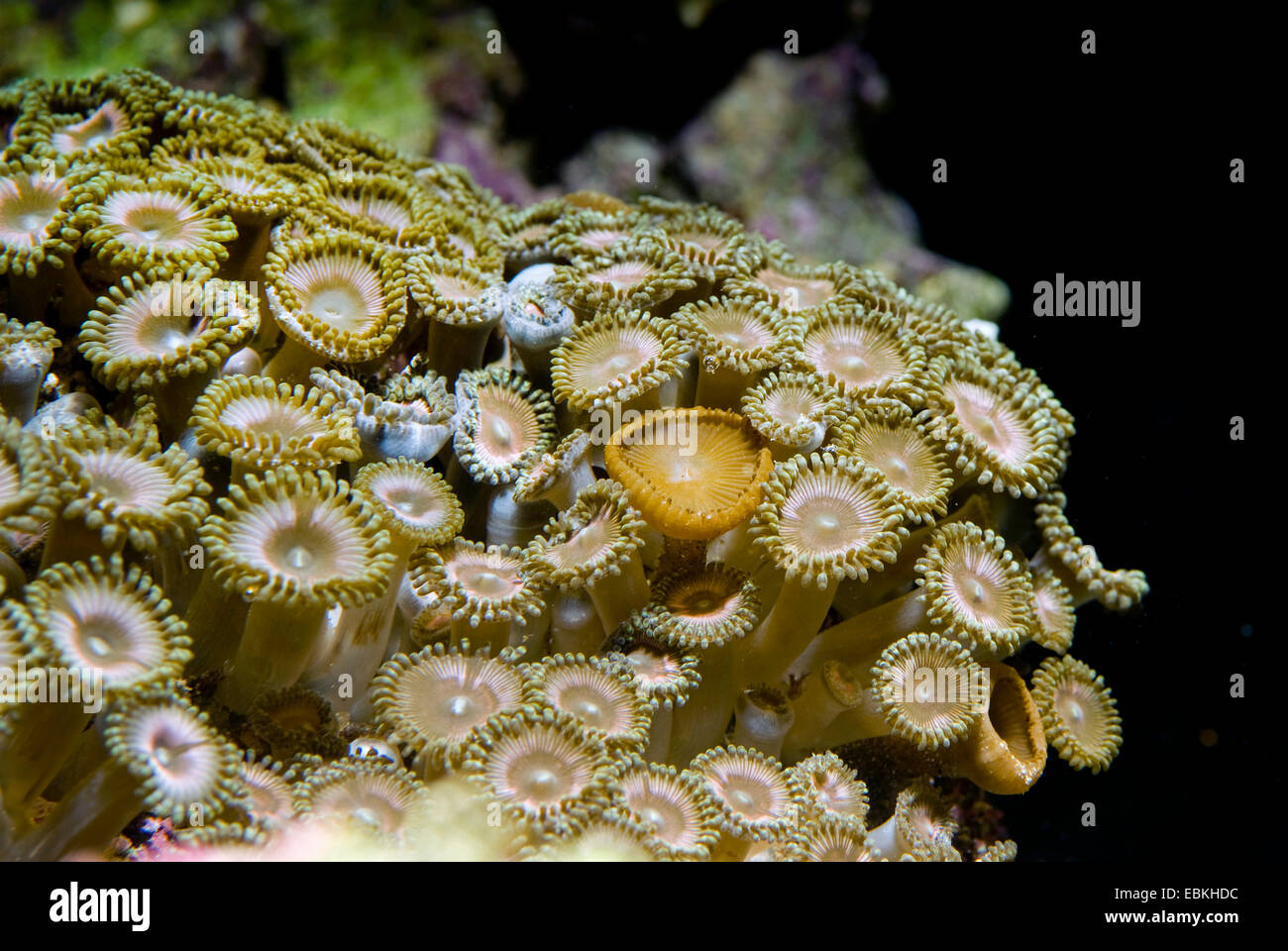 Sea Mat (Zoanthus spec.), top view Stock Photo