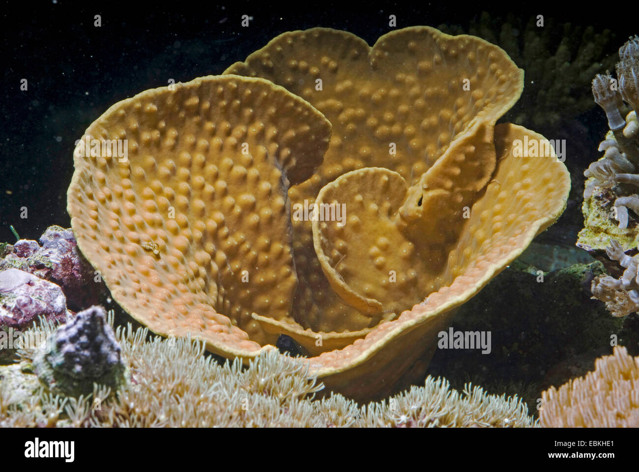 Cup Coral (Turbinaria reniformis), top view Stock Photo