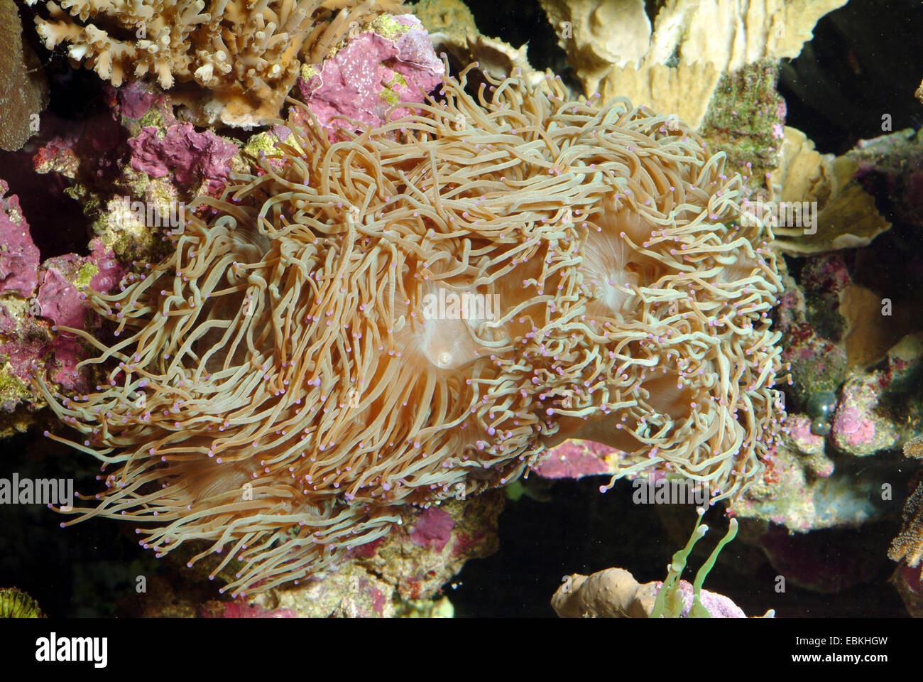 Elegance Coral (Catalaphyllia jardinei), high angle view Stock Photo