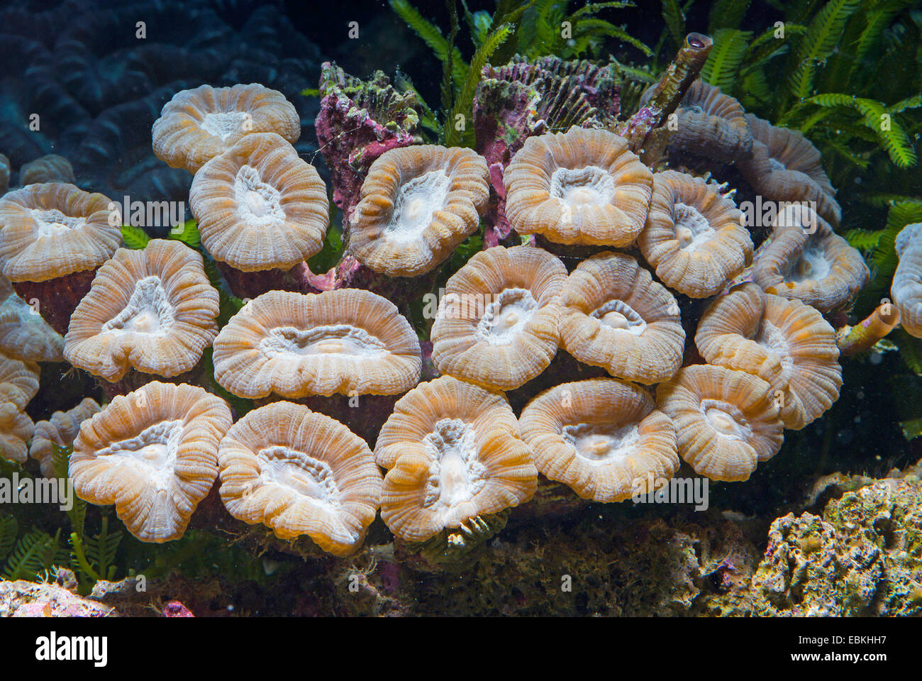 Candy Cane Coral (Caulastrea furcata), colony Stock Photo Alamy