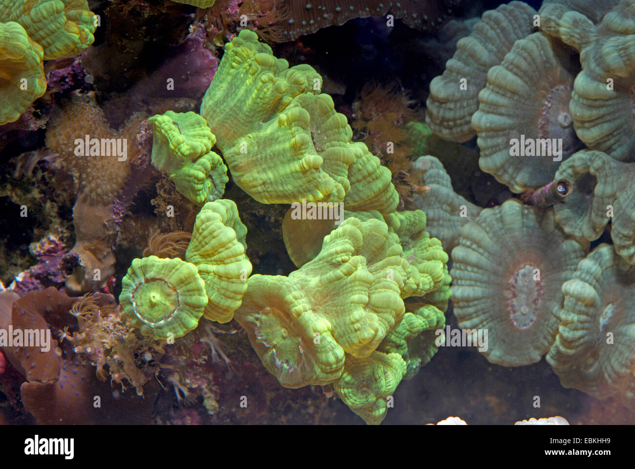 Candy Cane Coral (Caulastrea furcata), green Stock Photo Alamy