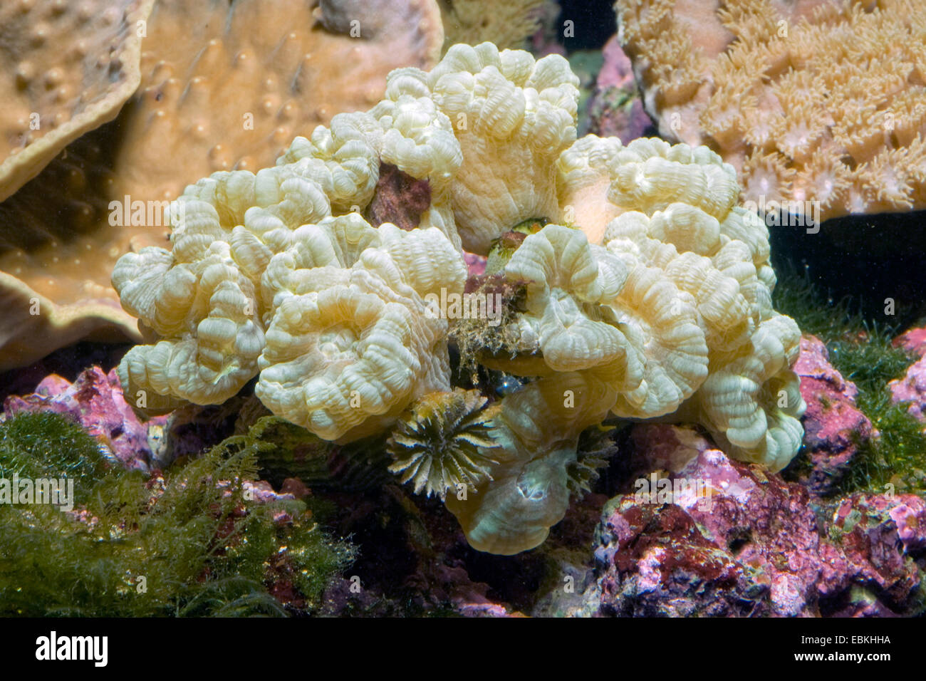 Candy Cane Coral (Caulastrea furcata), side view Stock Photo Alamy