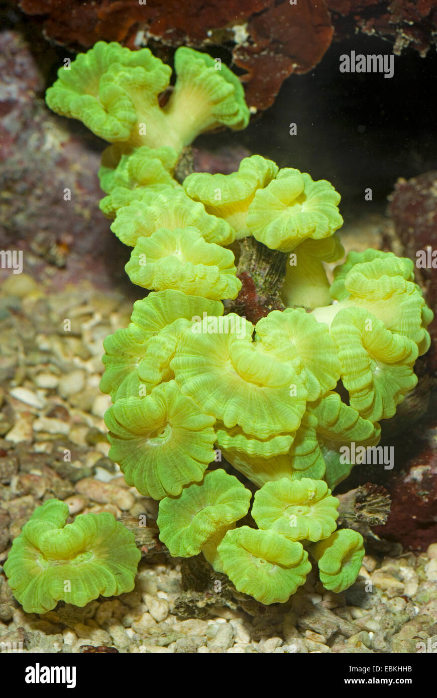 Candy Cane Coral (Caulastrea furcata), neon green Stock Photo Alamy