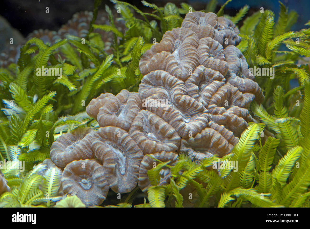 Trumpet Coral (Caulastrea echinulata), high angle view Stock Photo