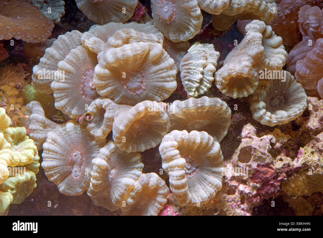 Candycane Coral, Torch Coral (Caulastrea spec.), side view Stock Photo