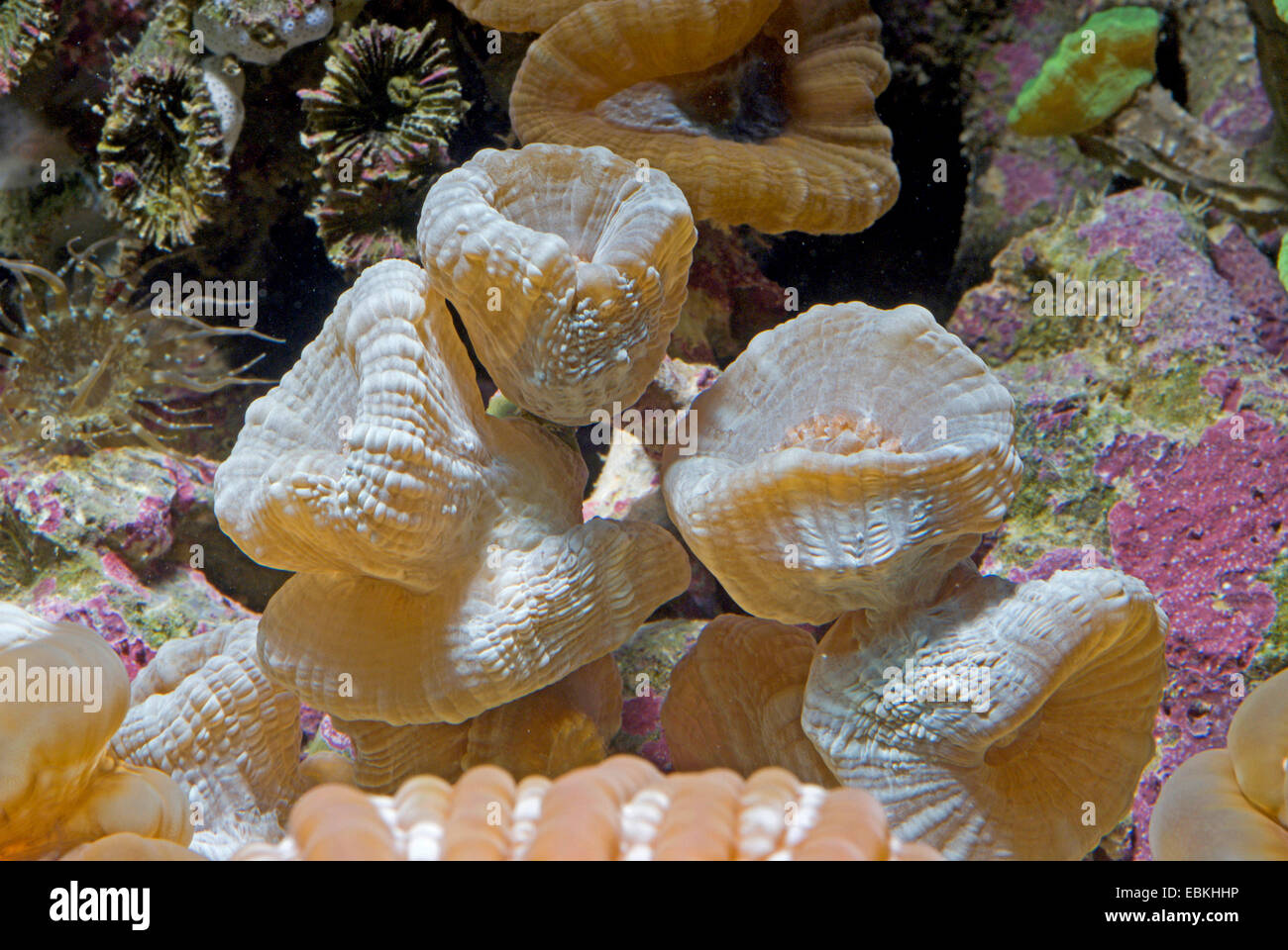 Candycane Coral, Torch Coral (Caulastrea spec.), side view Stock Photo