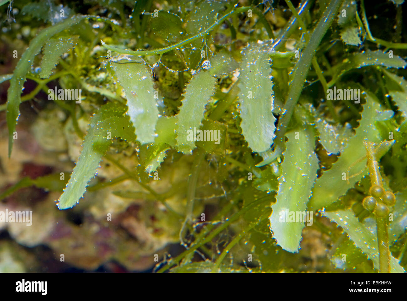 Macro-algae, Razor, Saw-tooth (Caulerpa serrulata), close-up view Stock Photo