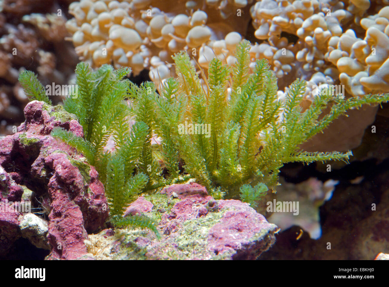 Green Algae (Caulerpa webbiana), side view Stock Photo