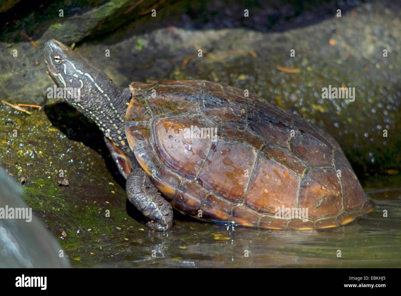 Reeves' turtle, Chinese three-keeled pond turtle (Chinemys reevesii), coming out of water Stock Photo