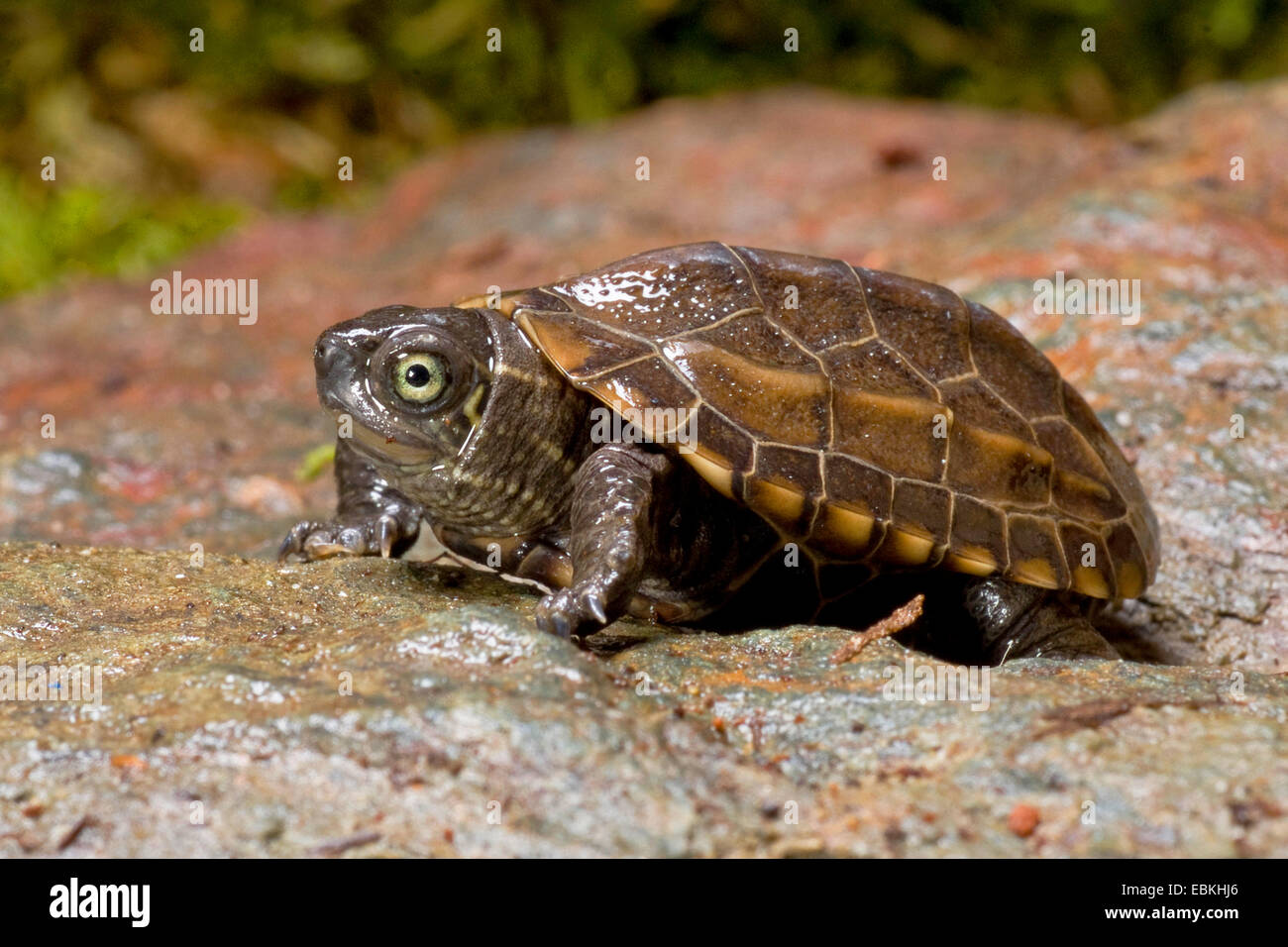 Reeves' turtle, Chinese three-keeled pond turtle (Chinemys reevesii), juvenile Stock Photo