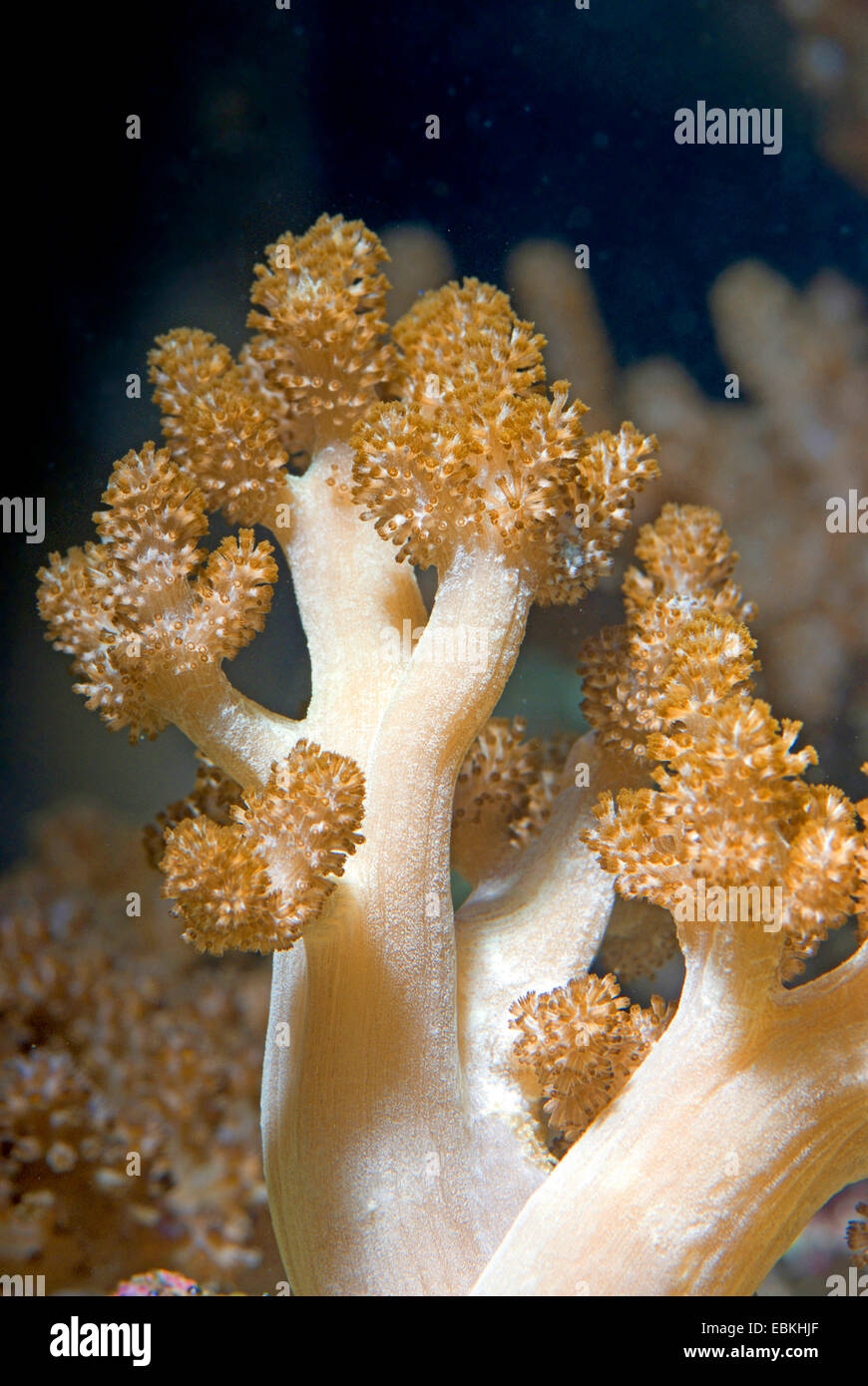Soft coral (Cladiella spec.), close-up view Stock Photo