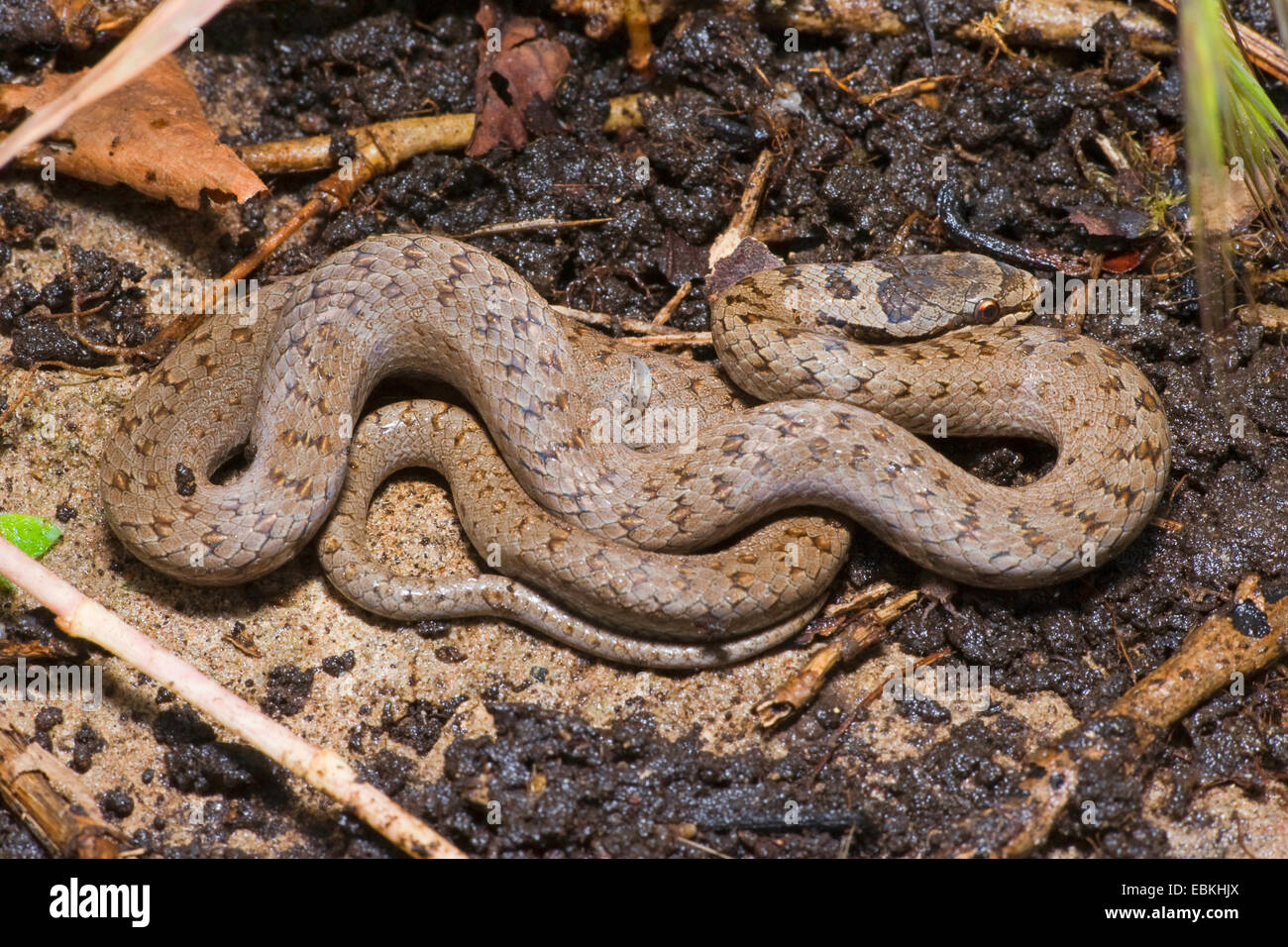 smooth snake (Coronella austriaca), rolled-up, Germany Stock Photo