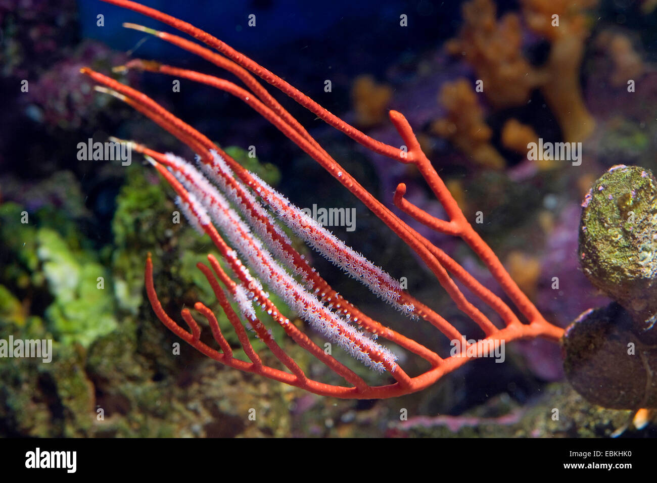Red sea whips (Ctenocella pectinata), close-up view Stock Photo