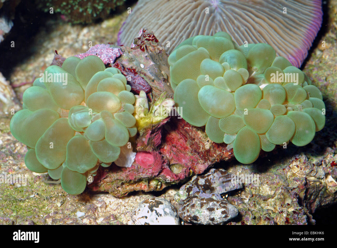 Green Cat's Eye Coral (Cynarina lacrymalis), two Stock Photo Alamy