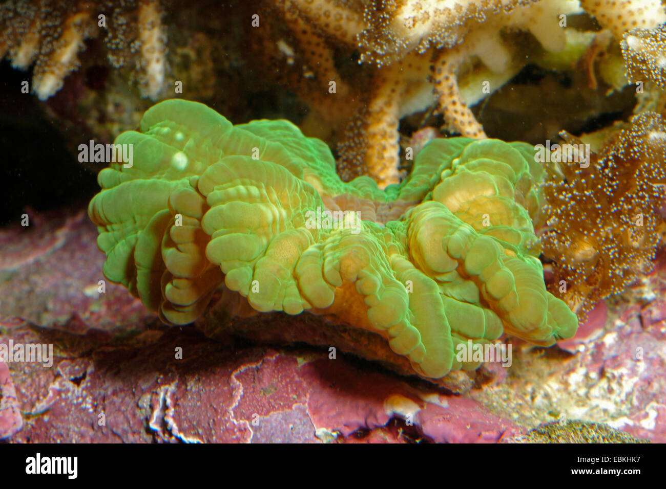 Green Cat's Eye Coral (Cynarina lacrymalis), side view Stock Photo Alamy