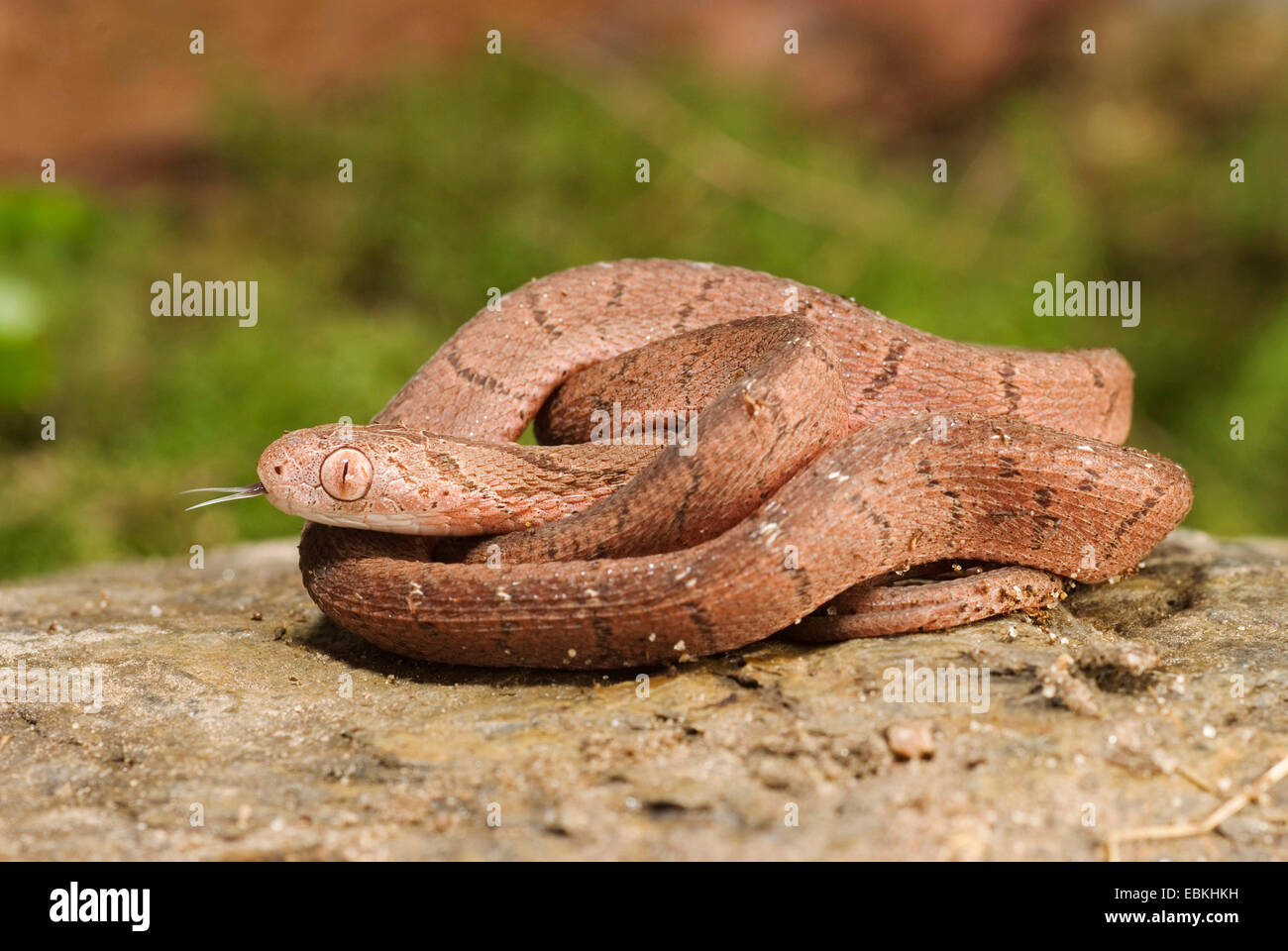 egg-eating snake, African egg-eating snake (Dasypeltis scabra), rolled-up Stock Photo