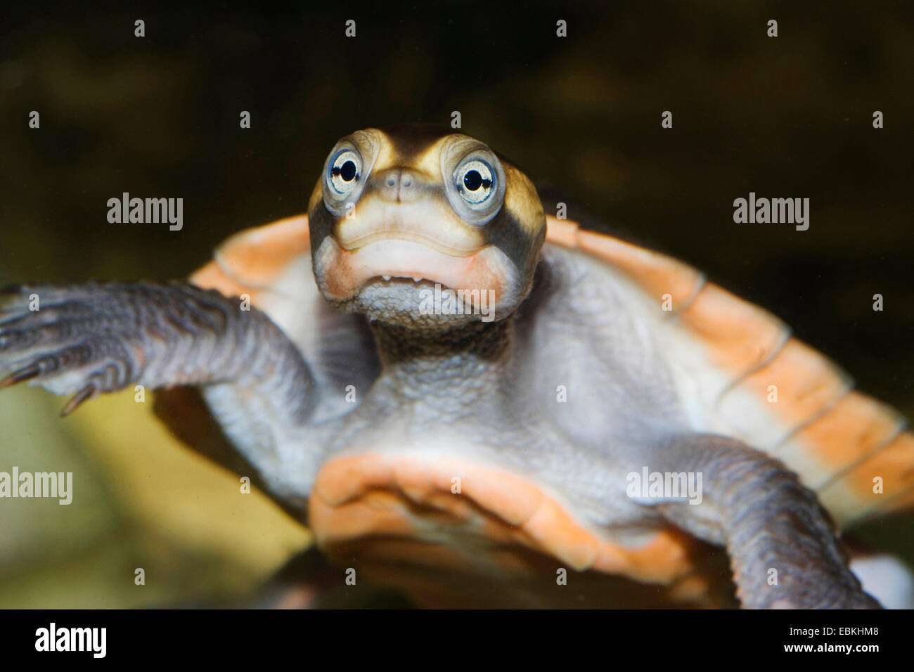 red-bellied short-necked turtle (Emydura subglobosa, Emydura albertisii), portrait Stock Photo