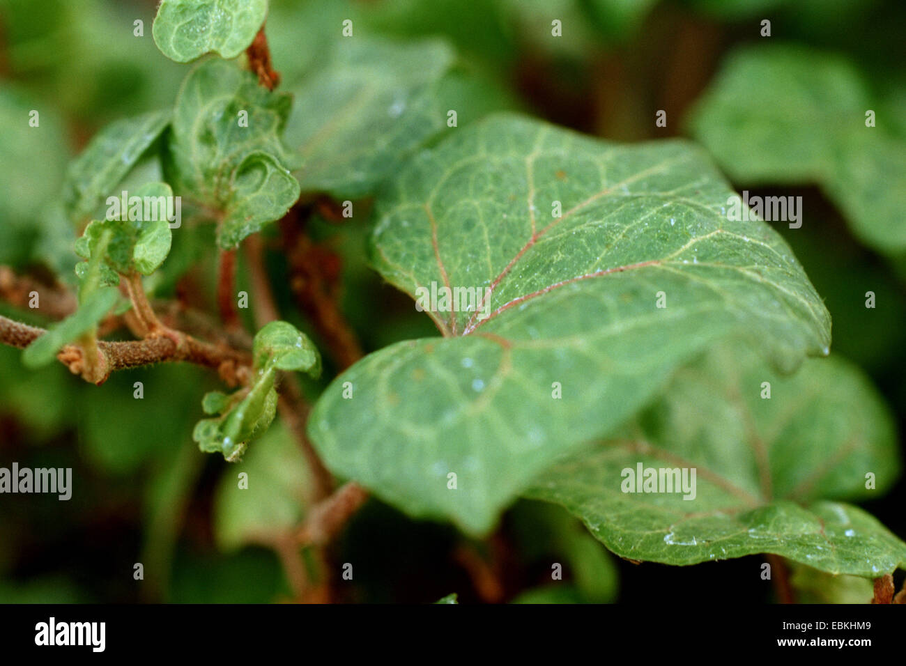 English ivy, common ivy (Hedera helix 'Perkeo', Hedera helix Perkeo), cultivar Perkeo Stock Photo