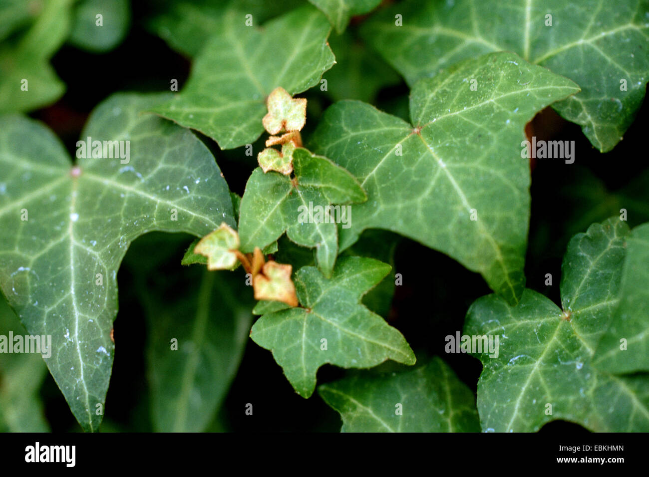 English ivy, common ivy (Hedera hibernica 'Rona', Hedera hibernica Rona), cultivar Rona Stock Photo