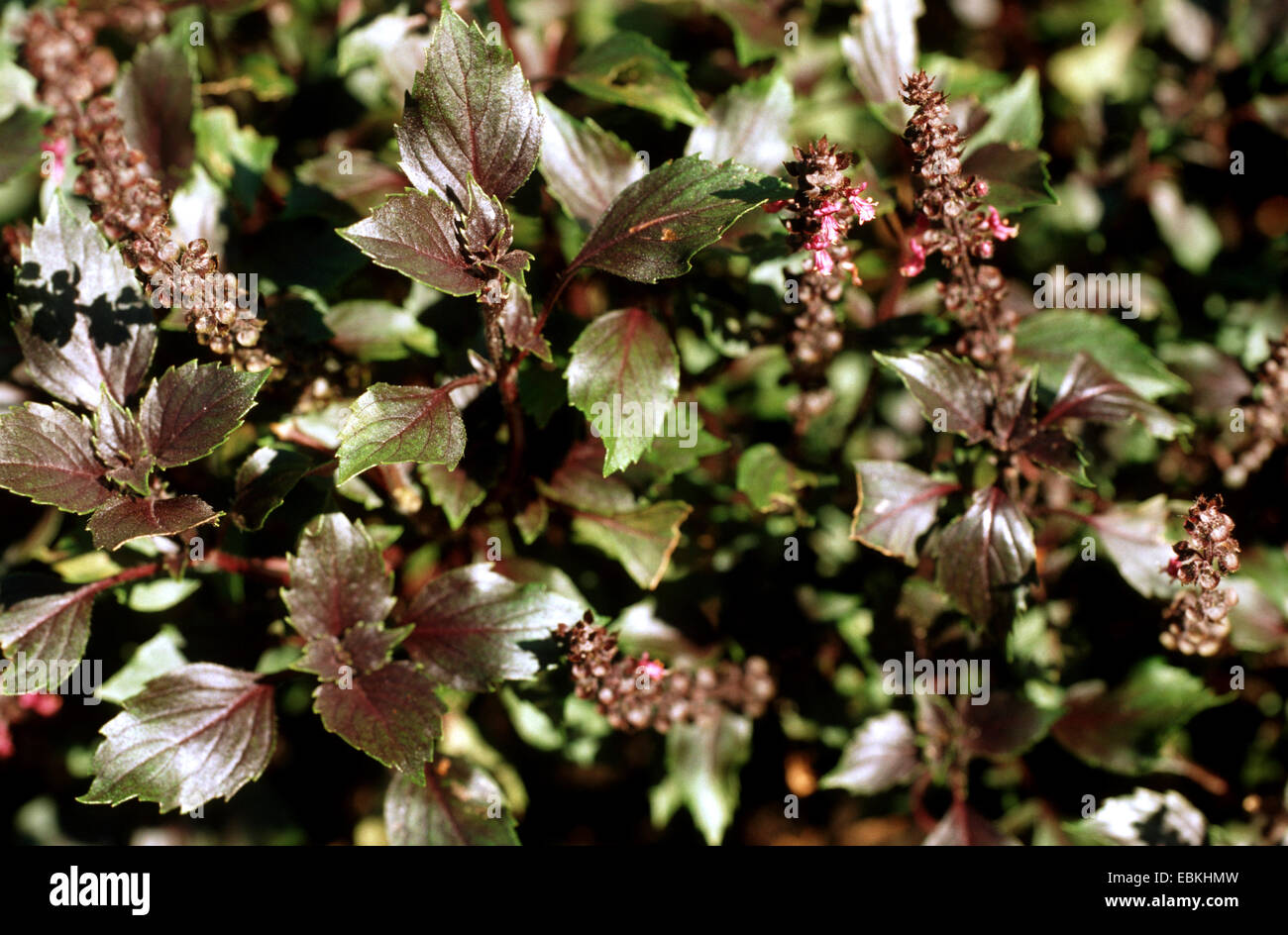 sweet basil (Ocimum basilicum), blooming Stock Photo