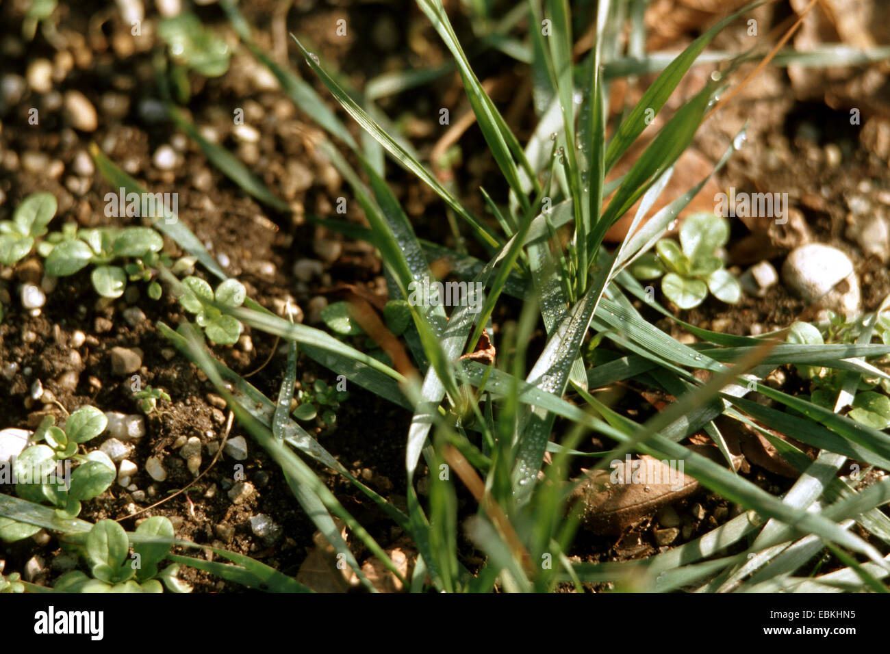 spelt wheat (Triticum spelta), young plants Stock Photo
