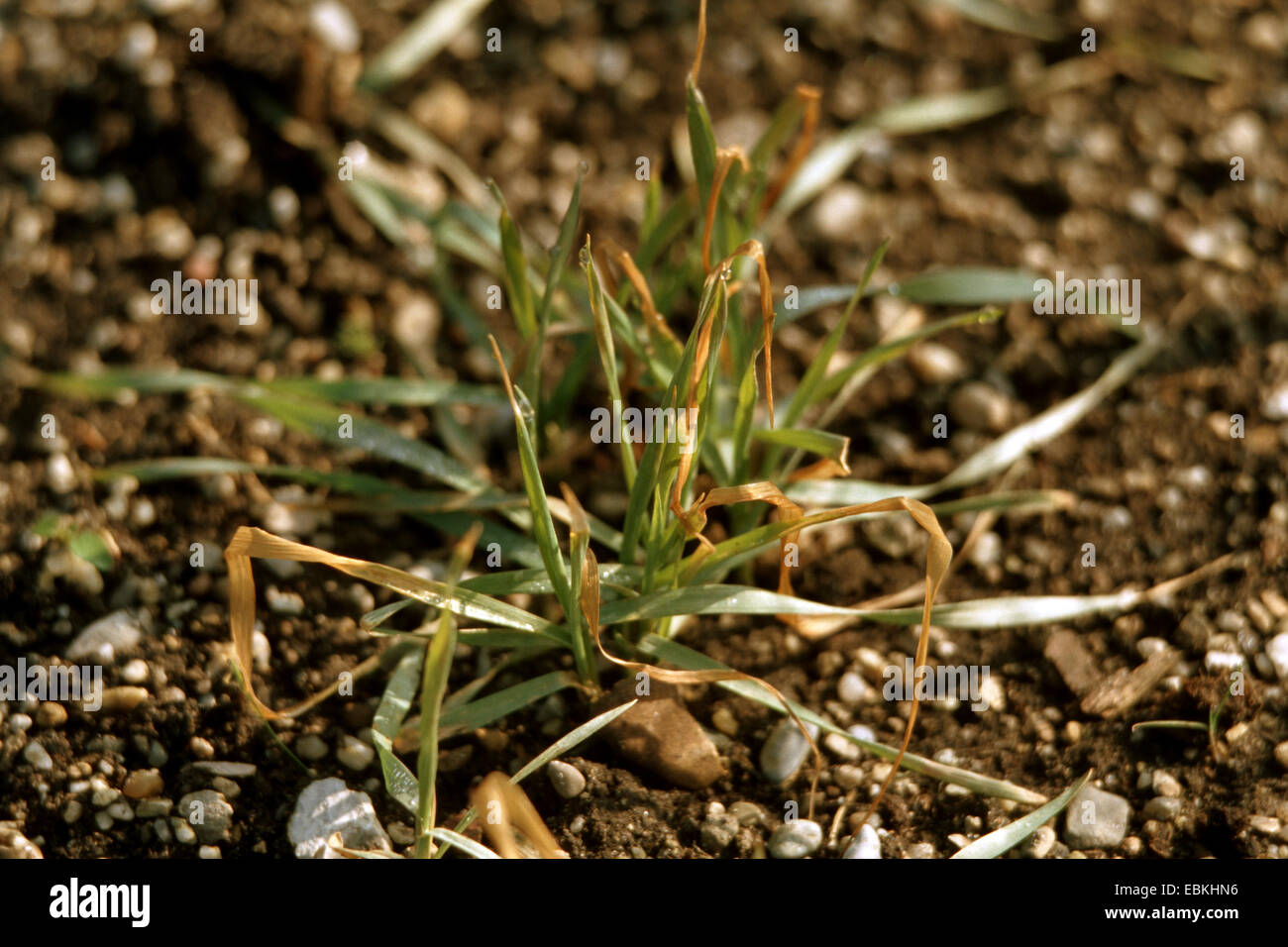 spelt wheat (Triticum spelta var. caeruleum, Triticum spelta var. coeruleum), young plants Stock Photo