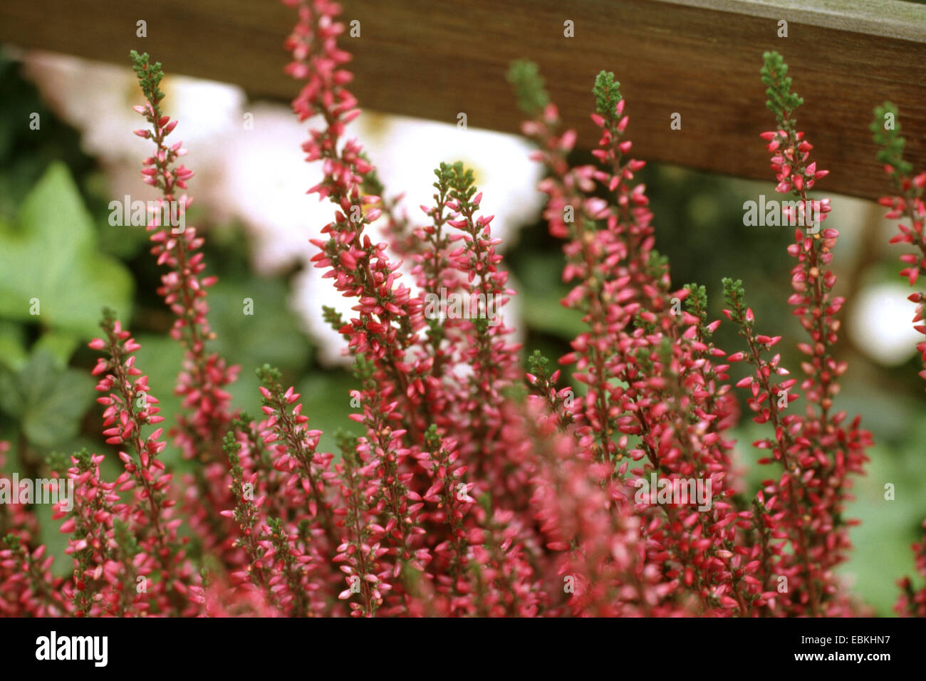 heather, ling (Calluna vulgaris), cultivar Stock Photo
